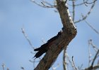 Lewis's Woodpecker (53)