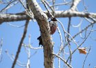 Lewis's Woodpecker (54)