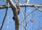 Lewis's Woodpecker (55)