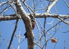 Lewis's Woodpecker (56)