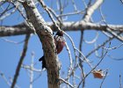 Lewis's Woodpecker (57)