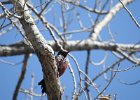 Lewis's Woodpecker (58)