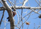 Lewis's Woodpecker (59)