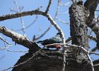 Lewis's Woodpecker (62)