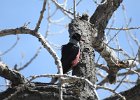 Lewis's Woodpecker (63)