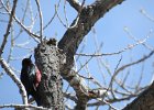 Lewis's Woodpecker (64)