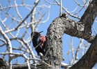 Lewis's Woodpecker (65)