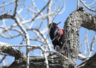 Lewis's Woodpecker (66)