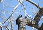 Lewis's Woodpecker (67)