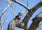 Lewis's Woodpecker (70)
