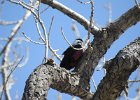 Lewis's Woodpecker (71)