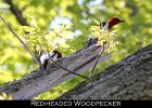 047 - 536 Red-headed Woodpecker