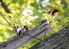 101Red-headed Woodpecker