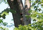 Red-headed Woodpecker (10)