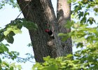Red-headed Woodpecker (11)