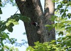 Red-headed Woodpecker (12)
