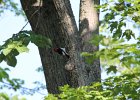 Red-headed Woodpecker (13)