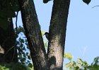 Red-headed Woodpecker (14)