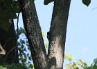 Red-headed Woodpecker (15)