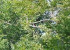 Red-headed Woodpecker (16)