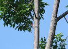 Red-headed Woodpecker (22)