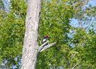 Red-headed Woodpecker (26)