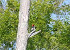 Red-headed Woodpecker (27)