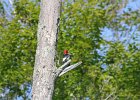 Red-headed Woodpecker (28)