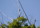 Red-headed Woodpecker (31)