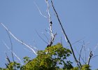 Red-headed Woodpecker (32)