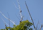 Red-headed Woodpecker (33)