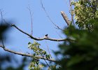 Red-headed Woodpecker (34)