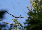Red-headed Woodpecker (35)
