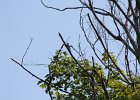 Red-headed Woodpecker (36)