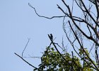 Red-headed Woodpecker (37)
