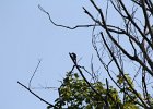 Red-headed Woodpecker (38)