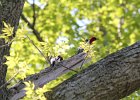 Red-headed Woodpecker (39)