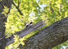 Red-headed Woodpecker (40)