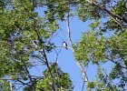 Red-headed Woodpecker (46)