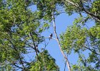 Red-headed Woodpecker (48)