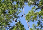 Red-headed Woodpecker (49)
