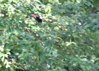 Red-headed Woodpecker (5)