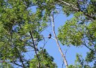 Red-headed Woodpecker (50)