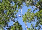 Red-headed Woodpecker (51)