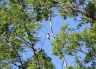 Red-headed Woodpecker (52)