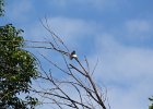 Red-headed Woodpecker (53)