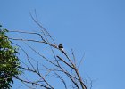 Red-headed Woodpecker (54)