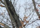 Red-headed Woodpecker (55)