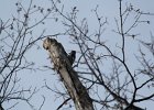 Red-headed Woodpecker (56)
