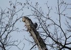 Red-headed Woodpecker (57)